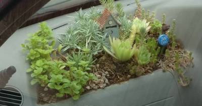 Keeping houseplants in cars is a growing social media trend - www.dailyrecord.co.uk - Scotland
