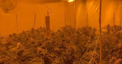 Two arrests after cannabis farm with hundreds of plants found in Prestwich - www.manchestereveningnews.co.uk - Manchester
