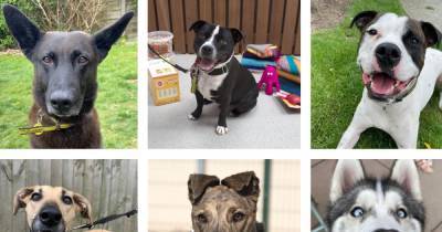 17 dogs from Manchester Dogs Trust in need of a forever home - www.manchestereveningnews.co.uk - Manchester