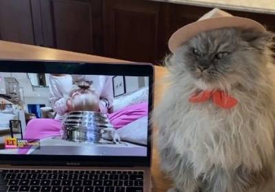 Kate Beckinsale Shares Cute Video Of Her Cat Clive Watching Her Talk About Him On TV: ‘He Deserves It’ - etcanada.com - Iran
