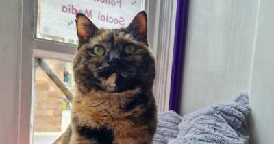 Scots cat cafe hunting for new staff to work alongside their furry friends - www.dailyrecord.co.uk - Scotland