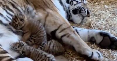 Tiny tiger triplets born at Scots Wildlife Park snuggle up with mum in adorable clip - www.dailyrecord.co.uk - Scotland