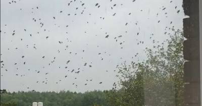 'It was like a scene out of a horror film': Huge swarm of bees descend on Wigan business park - www.manchestereveningnews.co.uk