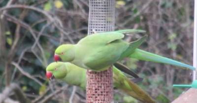 The birds known as 'pretty boys of Manchester' are dividing opinion - www.manchestereveningnews.co.uk - Manchester