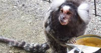 Missing monkey spotted at Cambuslang train station reunited with family - www.dailyrecord.co.uk