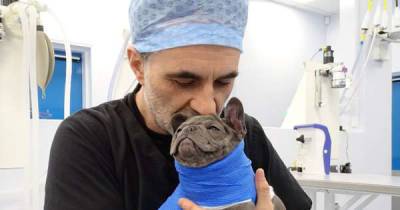 Who is Noel Fitzpatrick and why is he The Supervet? - www.msn.com