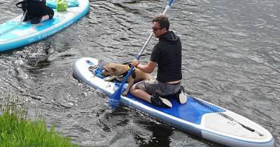 ‘Heroes in wetsuits’ Paddle boarders hailed after rescuing pooch that plunged into Scots river - www.dailyrecord.co.uk - Scotland
