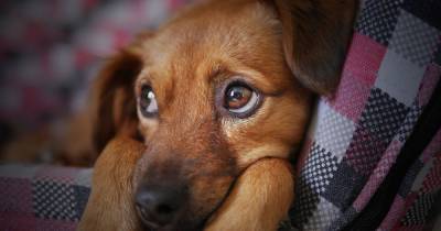 When should you get your dog neutered? - www.manchestereveningnews.co.uk