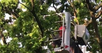 Female cat gets stuck 40ft up in a tree after trying to dodge unwanted male attention from frisky tomcats - www.manchestereveningnews.co.uk