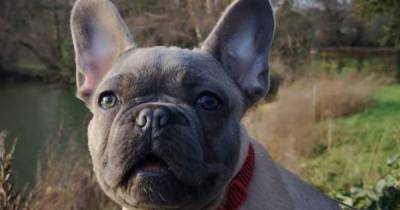 The most popular new dogs bought during lockdown - www.manchestereveningnews.co.uk