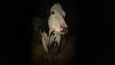 Mubi Boards Andrea Arnold Documentary ‘Cow’ – Cannes - deadline.com - Britain - USA - Ireland - Turkey