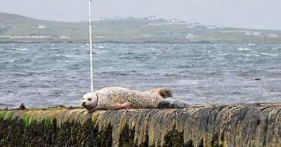 Seal pup dies after mother suffers for two years with plastic litter slicing into her neck - www.dailyrecord.co.uk - city Sanctuary