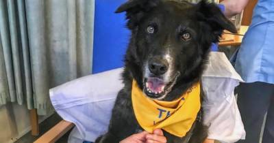 Therapy dog survives cancer twice - now he's helping sick patients with their recovery - www.manchestereveningnews.co.uk - Manchester