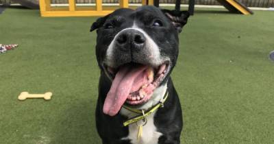 Older dogs who desperately need new homes in Manchester - www.manchestereveningnews.co.uk - Manchester