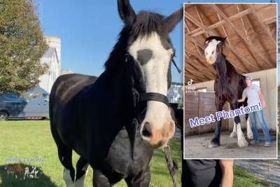 Meet Phantom, the massive, 7-foot-tall horse going viral on TikTok - nypost.com - state Maryland