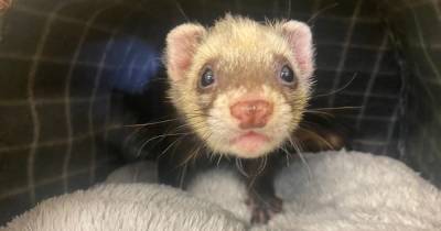 Appeal to trace owner of male ferret found wandering about Bonnybridge - www.dailyrecord.co.uk - Scotland