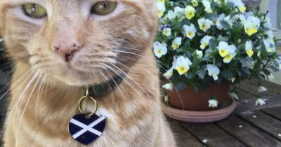 Perthshire politician whose cat went viral calls for law change after moggy is killed by car - www.dailyrecord.co.uk