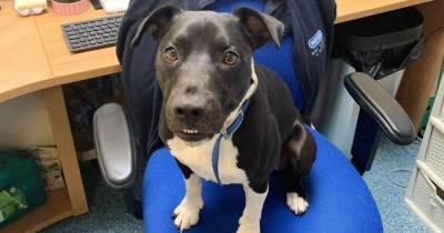 Rescue centre appeals for hot dog donations to prepare pooch for new home - www.manchestereveningnews.co.uk