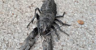 "I s*** myself": Gigantic black 'crayfish' spotted in Stockport park - leaving locals terrified - www.manchestereveningnews.co.uk