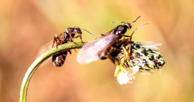 Mancunians reckon it is 'flying ant day' as swarms of the insects are spotted across the region - www.manchestereveningnews.co.uk - Britain - Manchester