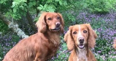 Family devastated after dogs stolen from Highland Perthshire farm in broad daylight - www.dailyrecord.co.uk