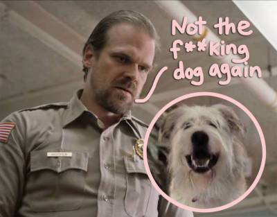 OMG!! David Harbour 'Hated' The Stranger Things Dog So Much He Wanted It KILLED OFF! - perezhilton.com
