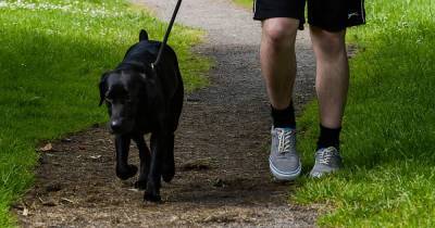 When is it too hot to walk your dog? RSPCA issues advice - www.manchestereveningnews.co.uk - Manchester