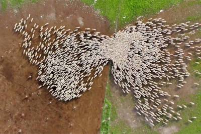 Counting sheep has never been so hypnotic: Drone captures ‘magical’ moment - nypost.com - county Valley - Israel