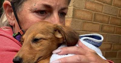 Family left with £11k vet bill after puppy bought online died of fatal virus two weeks later - www.dailyrecord.co.uk