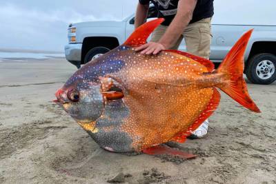 Bizarre 100-pound tropical fish hits the beach in Oregon of all places - nypost.com - state Oregon - county Beaver