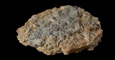 Couple discover rare marine fossils dating back to Jurassic period - www.msn.com - Britain
