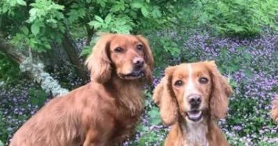 Stolen Perthshire spaniel found over 300 miles away - www.dailyrecord.co.uk
