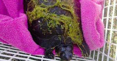 Glasgow cops rescue terrapin from Clyde and Forth Canal as they take 'shell-fie' - www.dailyrecord.co.uk