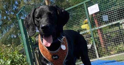 Dog rescued with just days to live is now looking for a new home - www.manchestereveningnews.co.uk - Cyprus