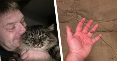 Cat owner horrified as beloved pet gets caught in deadly snare metres from home - www.manchestereveningnews.co.uk