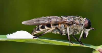 Horsefly season arrives in Scotland - how to tell if you've been bitten by 'vampire' insect - www.dailyrecord.co.uk - Scotland