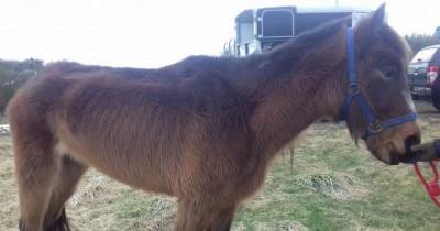 Scots woman banned from keeping horses after pony found in horror condition covered in lice and open wounds - www.dailyrecord.co.uk - Scotland