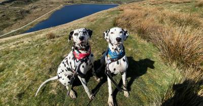 The ‘hidden gem’ dog walk with incredible views that’s 45 minutes away from Manchester - www.manchestereveningnews.co.uk - Manchester