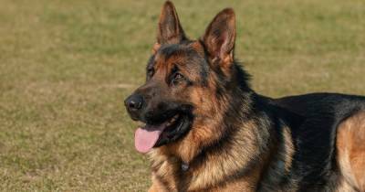 TeamDogs is searching for Britain's favourite breed of dog - this is why German Shepherds are the best - www.manchestereveningnews.co.uk - Britain - Manchester - Germany