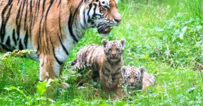 Adorable photos show rare Amur tiger cubs up close and personal as they explore enclosure - www.dailyrecord.co.uk