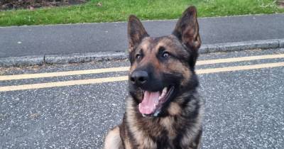 Police dog catches wanted man armed with a chainsaw - www.manchestereveningnews.co.uk - Manchester