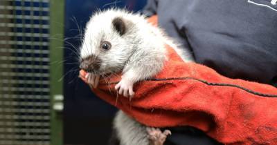 Edinburgh Zoo team give giant baby cloud rat adorable Scottish name after public suggestions - www.dailyrecord.co.uk - Scotland - Philippines - city Manila