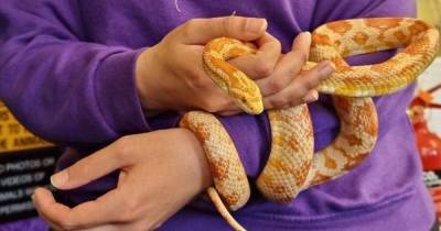 Small and exotic pets at Tayside SSPCA centre looking for Perthshire homes - www.dailyrecord.co.uk - Scotland
