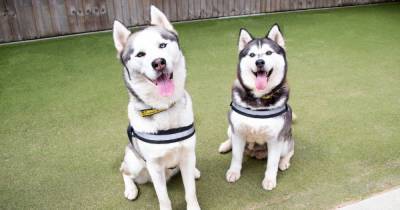 Two ‘excitable and affectionate’ Huskies found as strays looking for a new home together - www.manchestereveningnews.co.uk - county Denton