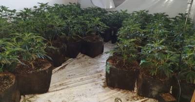 Police find 165 cannabis plants in Bolton home - www.manchestereveningnews.co.uk