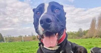 'Most difficult to rehome dog' in rescue centre's history gets lucky with 13th attempt - www.manchestereveningnews.co.uk - Britain