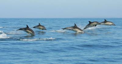 Where to see dolphins in the wild on your summer holiday this year - www.manchestereveningnews.co.uk - Britain - Manchester - county Bay