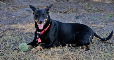 Everything you need to know about the Manchester Terrier - our city's very own dog breed - www.manchestereveningnews.co.uk - Manchester