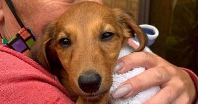 Family's warning after being left with £11,000 vet bill for puppy they bought online after it came with fake vaccination documents - www.manchestereveningnews.co.uk