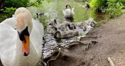 'Big character' swan is 'killed by dog' at country park - www.manchestereveningnews.co.uk - Indiana